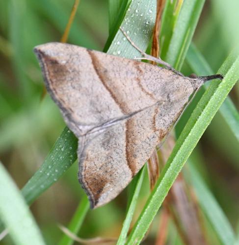 Réf. 289 386 : Hypena proboscidalis